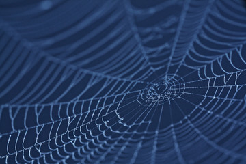 Wall Mural - spider web