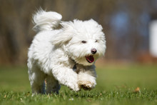 Coton De Tulear Dog Running Outdoors In Nature