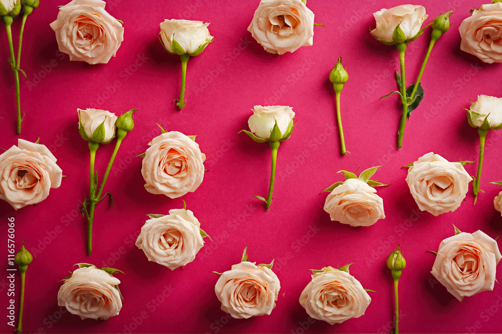 Fresh roses on pink background
