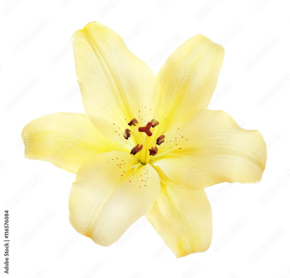 Beautiful lily isolated on white
