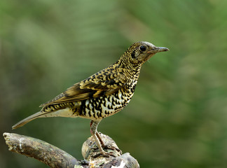 Wall Mural - White thrush (zoothera aurea) or Scaly thrush (zoothera dauma) t