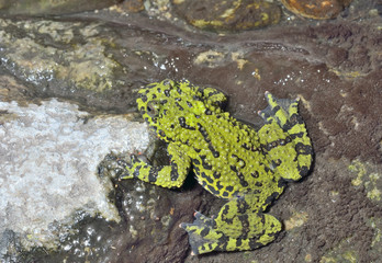 Wall Mural - Frog (Bombina orientalis) 18