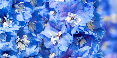 Sticker - blue flowers of a delphinium close up macro