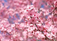 Pink Plum Blossoms On A Spring Day, With A Shallow Depth Of Field