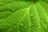 Fototapeta Na drzwi - Green leaf and water drops