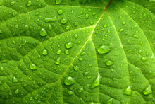 Green Leaf And Water Drops