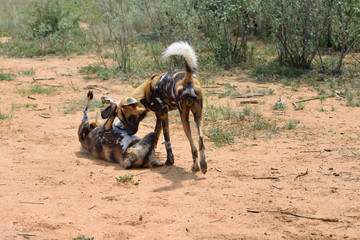 Wall Mural - african wild dogs