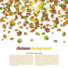 Autumn background with colored maple leaves. changing seasons il