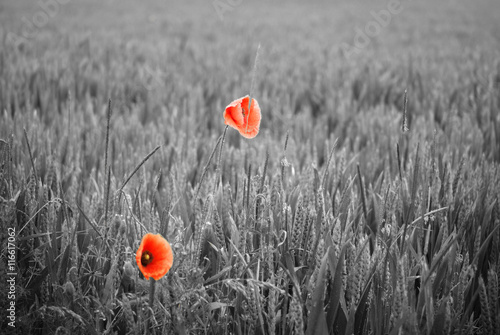 Naklejka na drzwi Feld mit roten Mohnblumen im Sommer