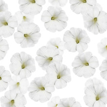 Beautiful Floral Background Isolated White Petunias 
 