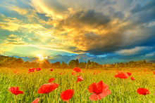 Wide View Over A Poppy Field At Sunset, With Colorful Clouds In Summer Season