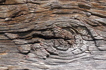 knot on old oak wood plank