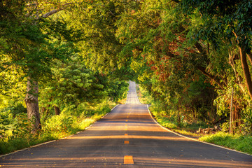 Sticker - The tunnel of trees and empty road