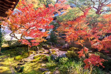 japanese garden with yellow and red maple leaf in autumn season