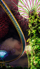 Wall Mural - Supertrees grove of the Gardens by the Bay in Singapore