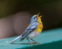 A Small Warbler Of The Upper Canopy, The Northern Parula Can Be Found In Boreal Forests Of Quebec. It Nests In Canada In June And July And After Returns South To Spend The Winter.
