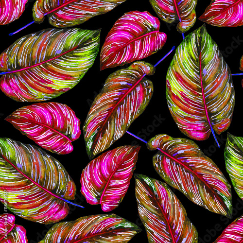 wzor-tropikalny-lisci-kolorowi-liscie-egzotyczna-calathea-ornata-roslina-na
