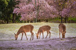Deers at Nara park during a sunny day in the cherry blossom seas