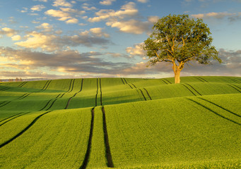 Wall Mural - lonely tree in a field