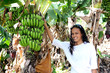 © AUFORT Jérome - jeune femme dans un champs de banane