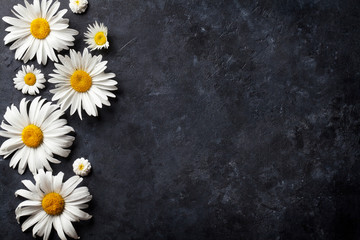 Wall Mural - Garden chamomile flowers over stone