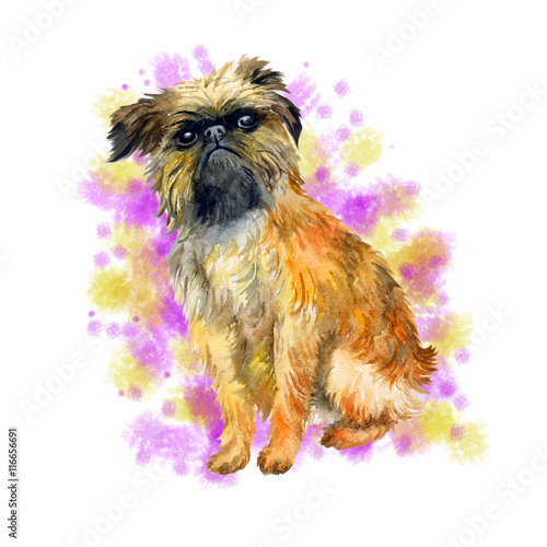 Watercolor Closeup Portrait Of Cute Brussels Griffon Breed Dog