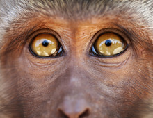 Monkey Yellow Eyes Close Up - Macaca Fascicularis