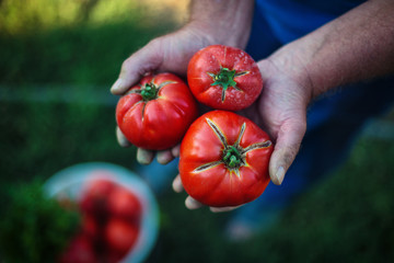 Wall Mural - Freshly harvested tomatoes in farmers hands