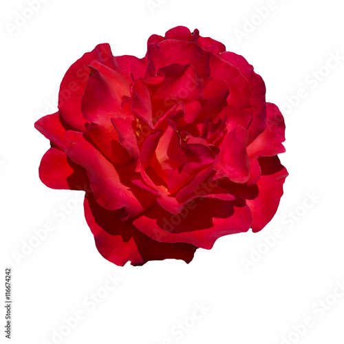 scarlet red rose