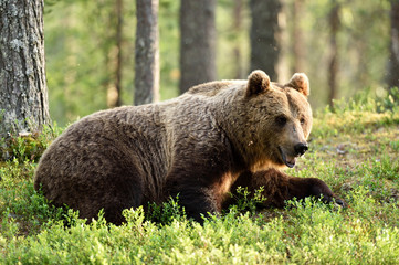 Wall Mural - male brown bear in forest