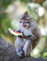 Wall Mural - Crab-eating macaque eat juicy fruit