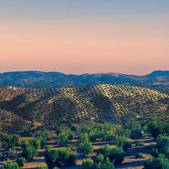 Canvas Print - Olive Grove