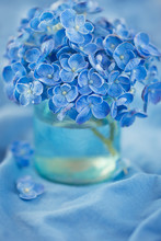 Beautiful Hydrangea Flowers In A Vase On A Blue Background . 