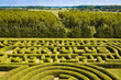 Green bushes labyrinth, hedge maze.