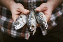 Close Up Of A Chef Holding A Three Fresh Mackerel In His Hands.