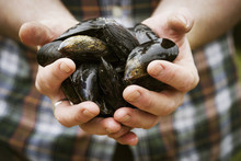 Close Up Of A Chef Holding Fresh Black Mussels In His Hands.