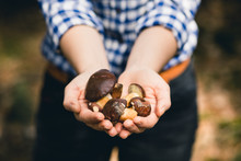 Close-up Of Young Women's Hands Holding A Small Bay Bolete Mushrooms With Shallow Depth Of Field.