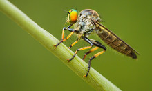Asilidae (robber Fly) Sits On A Blade Of Grass
