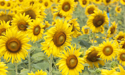  Sunflower Flower blossom