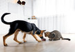 © Africa Studio - Cute cat and funny dog eating food