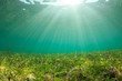 Underwater ocean background, seagrass and sunlight