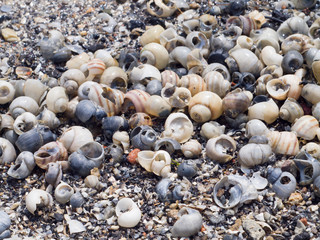 The surface of the sea coast with blur background