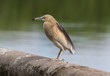 Indian Pond heron bird (Ardeola grayii) waits patiently near a lake for a fish. 