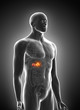 © Sebastian Kaulitzki - 3d rendered medically accurate illustration of adrenal cancer