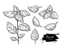 Basil Vector Drawing Set. Isolated Plant With Leaves.