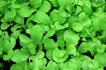 fresh green cabbage growing in farm field