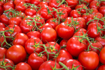 Wall Mural - tomatoes, tomato background