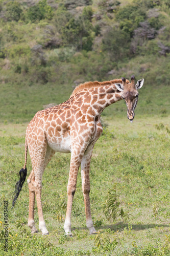 Girafe Dans La Savane Africaine Pendant Un Safari En Tanzanie Stock Photo Adobe Stock