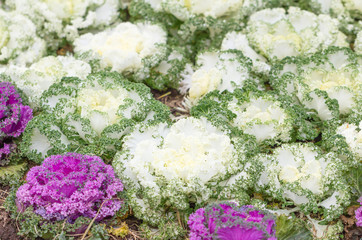 Wall Mural - Fresh Cabbage (brassica oleracea) plant leaves