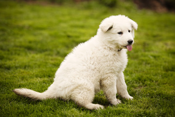 Wall Mural - Dirty eight weeks old Swiss white shepherd puppy on lawn